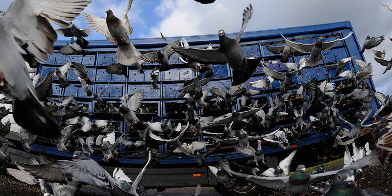 Отпугивание птичьих стай в Урюпинске от ДЕЗ-Комфорт - фото